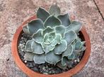 Echeveria Simulans Laguna Sanchez, Ophalen of Verzenden, Halfschaduw, Minder dan 100 cm