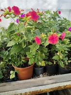 Peruaanse nacht nachtschone planten 2,00 per plant, Ophalen of Verzenden, Overige soorten, Volle zon