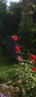 Dahlia Knollen - Hoge Rode Soort, Tuin en Terras, Planten | Tuinplanten, Ophalen