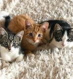Hele lieve boerderijkittens te koop, Dieren en Toebehoren, Katten en Kittens | Overige Katten, Meerdere dieren, 0 tot 2 jaar
