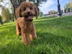 toy poodle, Dieren en Toebehoren, Poedel, Particulier, Rabiës (hondsdolheid), 1 tot 2 jaar