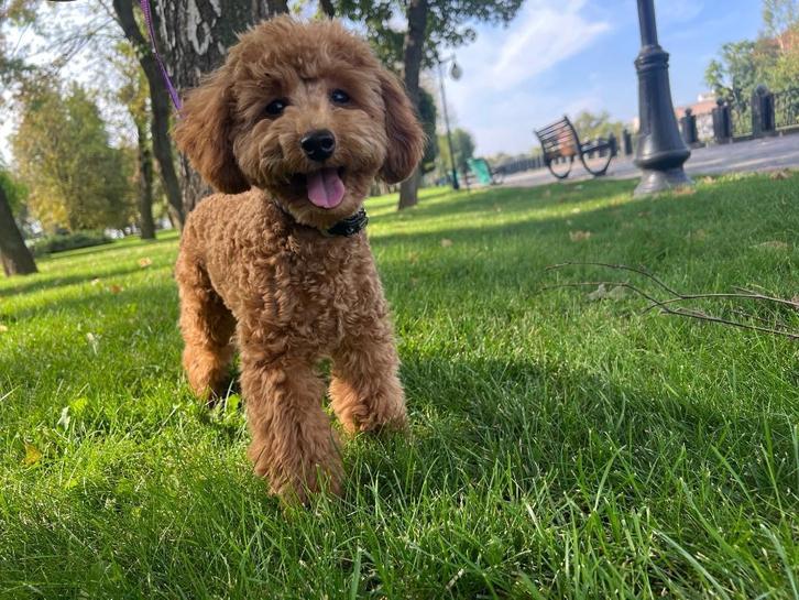 toy poodle, Dieren en Toebehoren, Honden | Chihuahua's en Gezelschapshonden, Teef, Poedel, Particulier, Eén hond, Buitenland, 1 tot 2 jaar