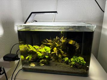 Dennerle Nano Scapers Tank 35 L met inrichting beschikbaar voor biedingen