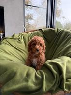 Mini Doodle (Dwergpoedel x Mini Labradoodle) pups, Dieren en Toebehoren, Poedel, Nederland, CDV (hondenziekte), 8 tot 15 weken