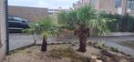 Palmbomen 2 stuks, 100 tot 250 cm, Zomer, Palmboom, Ophalen