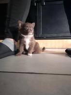 Pomchi nog 1 teefje, 8 tot 15 weken, Meerdere, Meerdere dieren, Chihuahua