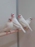 Rijstvogels wit, Dieren en Toebehoren, Vogels | Overige Vogels, Meerdere dieren, Tropenvogel, Geringd