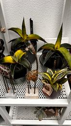 Sanseveria Star Canary, Ophalen, Halfschaduw, Minder dan 100 cm