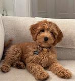 Gezocht: Lief, gezond Maltipoo reutje (donkerblond), Dieren en Toebehoren, Honden | Chihuahua's en Gezelschapshonden, Rabiës (hondsdolheid)