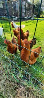 New hampshire kriel, Dieren en Toebehoren, Pluimvee, Vrouwelijk, Kip