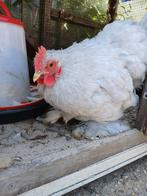 2 hanen krielkippen, Dieren en Toebehoren, Pluimvee, Mannelijk, Kip