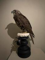 Opgezette gyr sakervalk valk taxidermy, Ophalen, Vogel, Opgezet dier