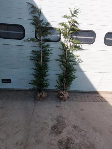 Leylandii haagconiferen coniferen Leylandi beschikbaar voor biedingen