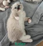 Lieve Ragdoll kittens uit liefdevol nestje!, Meerdere dieren, Ontwormd, 0 tot 2 jaar