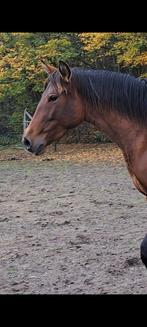 2 jarige merries, Dieren en Toebehoren, Pony's, Dressuurpony, 0 tot 2 jaar, Onbeleerd, Merrie