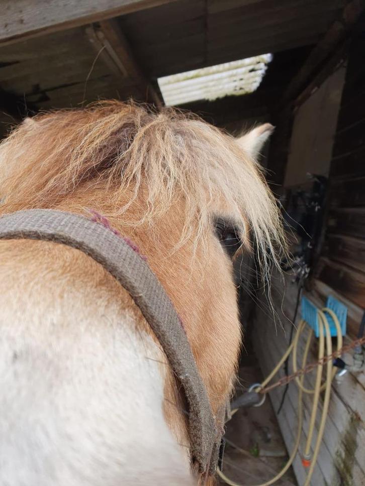 Lieve fjordenmerrie van 7 jaar, Dieren en Toebehoren, Pony's, Merrie, B, D pony (1.37m tot 1.48m), Recreatiepony, 7 tot 10 jaar