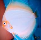Discus White Butterfly 10 cm - Siner - Koidreams