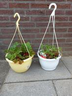 2 aardbeien in pot, Tuin en Terras, Planten | Tuinplanten, Ophalen, Zomer, Fruitplanten, Volle zon