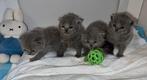 1 zuiver bleu Britse korthaar katertjes te koop, Dieren en Toebehoren, Meerdere dieren, Ontwormd