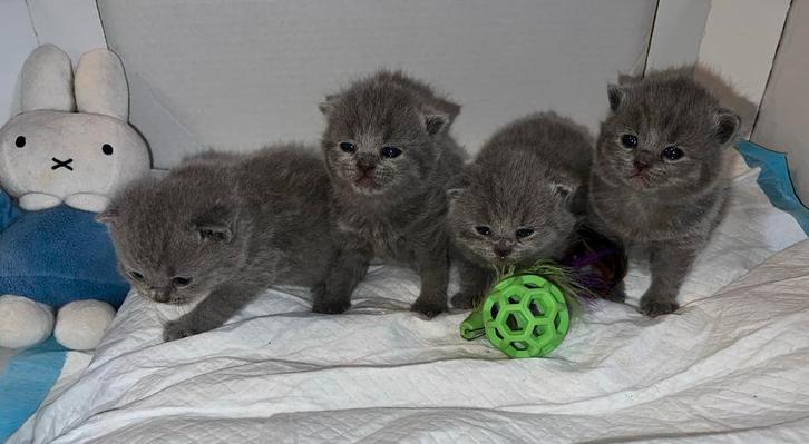 1 zuiver bleu Britse korthaar katertjes te koop, Dieren en Toebehoren, Katten en Kittens | Raskatten | Korthaar, Meerdere dieren