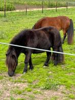 🩷Super lieve betuigde stamboekmerrie!🩷, Dieren en Toebehoren, Merrie, Gechipt, Zadelmak, A pony (tot 1.17m)