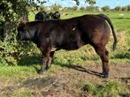 Mooie dikbil pink te koop, Dieren en Toebehoren, Vrouwelijk