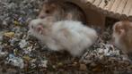Handtamme Syrische lanharige hamsters, Dieren en Toebehoren, Knaagdieren, Meerdere dieren, Hamster, Na 1 juli 2024, Tam