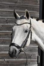7 jarige Just Wimphof x Nourejev, Merrie, Z, Gechipt, Dressuurpaard