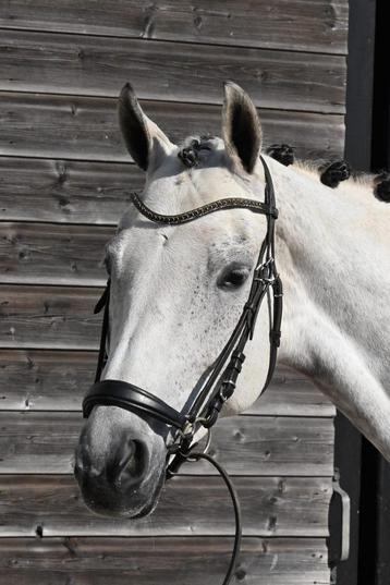 7 jarige Just Wimphof x Nourejev beschikbaar voor biedingen