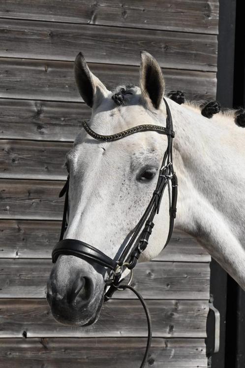 7 jarige Just Wimphof x Nourejev, Dieren en Toebehoren, Paarden, Merrie, Z, 165 tot 170 cm, 7 tot 10 jaar, Dressuurpaard, Met stamboom