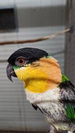 Te koop zwartkopcaique, Mannelijk, Papegaai