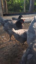 Sasso silver kippen uitbroeden op bestelling, Dieren en Toebehoren, Vrouwelijk, Kip