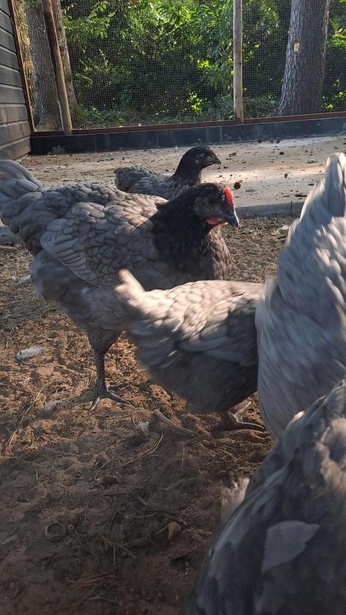 Sasso silver kippen uitbroeden op bestelling, Dieren en Toebehoren, Pluimvee, Kip, Vrouwelijk