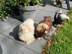 Cochin kriel kippen, Dieren en Toebehoren, Pluimvee, Vrouwelijk, Kip