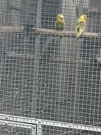 Grasparkieten, Dieren en Toebehoren, Meerdere dieren, Parkiet