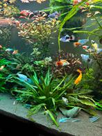 Diverse platys/L144 en garnalen te koop, Vis