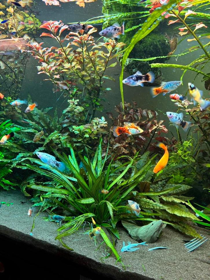 Diverse platys/L144 en garnalen te koop, Dieren en Toebehoren, Vissen | Aquariumvissen, Vis