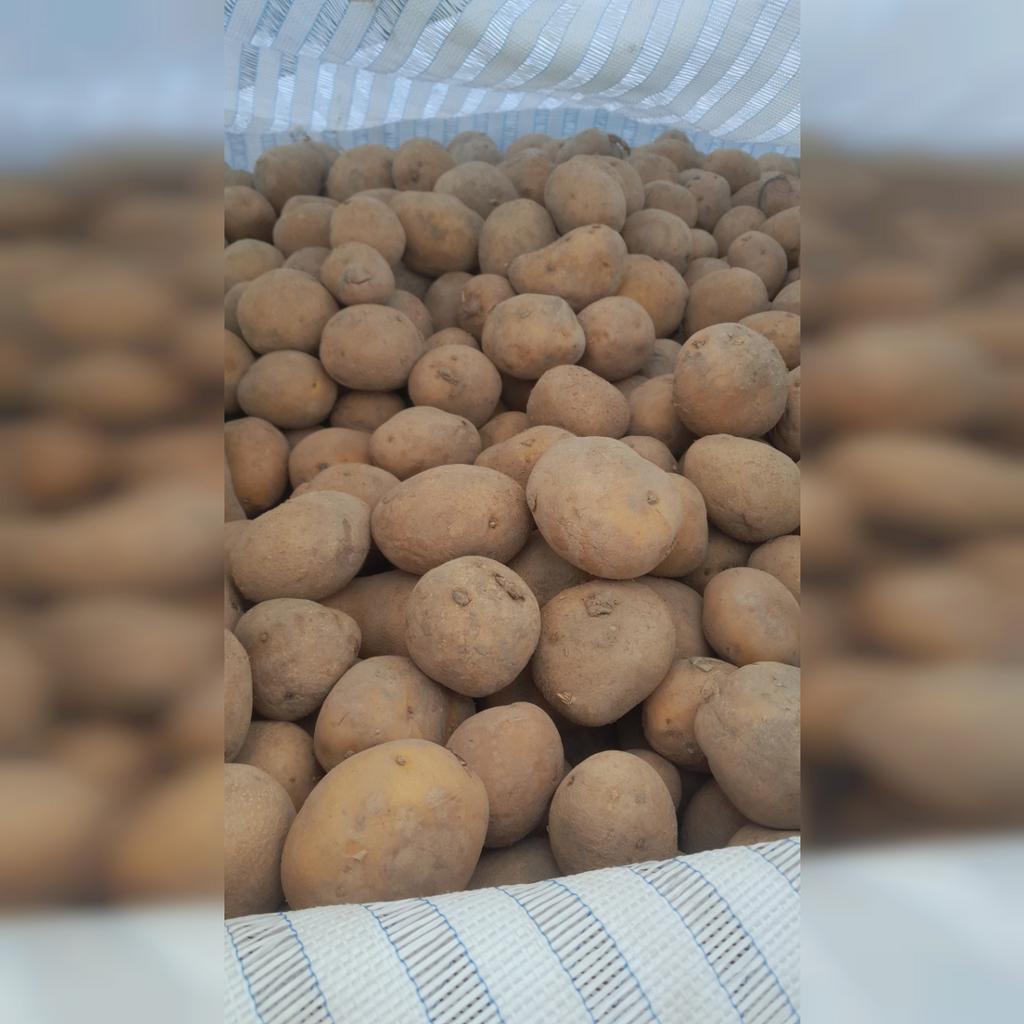 Agria pootgoed aardappelen * Klasse S SE E en A, Ophalen