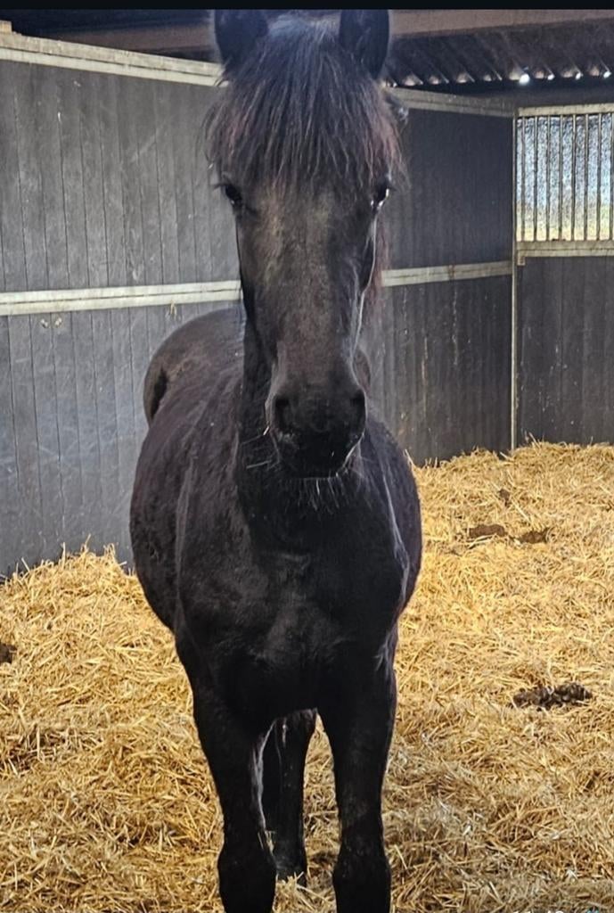 Mooi fries merrieveulen geboren 21april 2025, Merrie, Minder dan 160 cm, Met stamboom, 0 tot 2 jaar