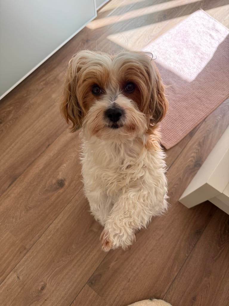 Honden Oppassen, Dieren en Toebehoren, Ophalen of Verzenden