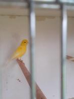 Kanaries, Dieren en Toebehoren, Vogels | Kanaries, Meerdere dieren, Kleurkanarie