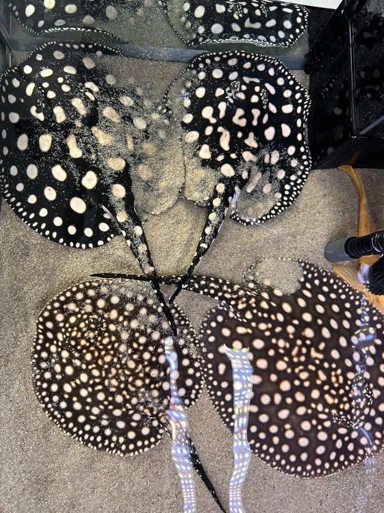 Potamotrygon koppel hoge kwaliteit pure blackdiamond roggen!, Vis, Zoetwatervis