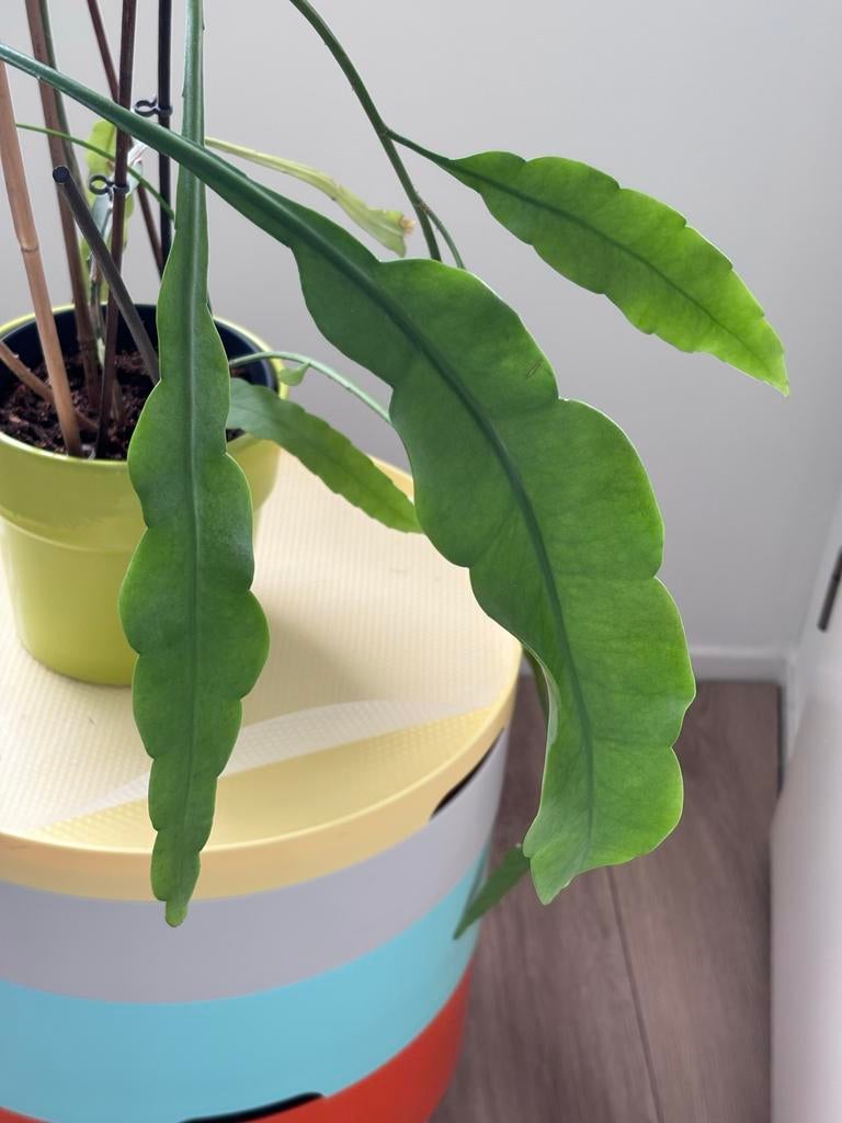 Grote Tropische Plant - Epiphyllum Anguliger, Tuin en Terras, Ophalen, Vaste plant, Overige soorten, Halfschaduw