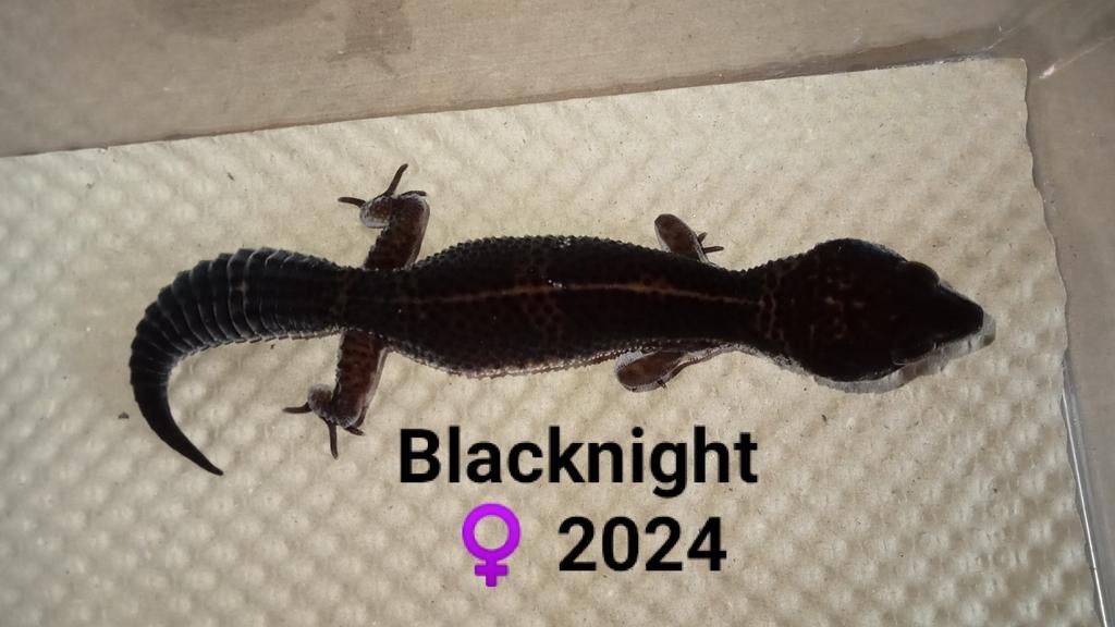 Blacknight vrouw 2024 ( luipaardgekko ) Leopard Gecko - female for sale from Ronald