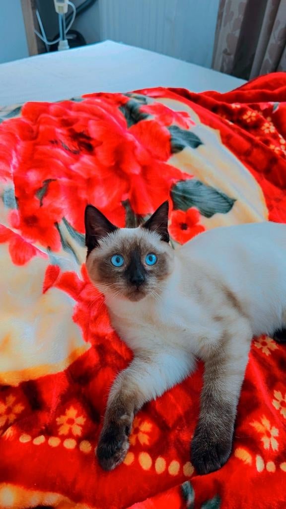 Katten, 2 jaar oud, 400 per stuk., Dieren en Toebehoren, Katten en Kittens | Overige Katten, Poes