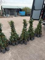 Hedera super nette frisse planten 100 cm in pot + stok 2,95, Ophalen, Vaste plant, Bloeit niet, Halfschaduw