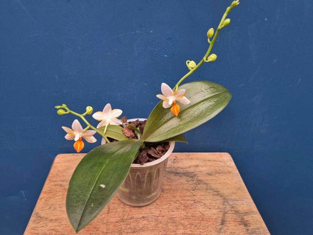 Orchidee Phalaenopsis Mini Mark p9 (4)