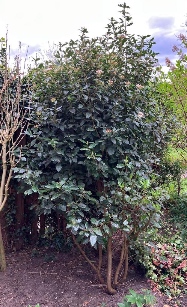 Plant/struik gratis ophalen (Viburnum tinus/sneeuwbal), Tuin en Terras, Planten | Bomen, Ophalen, Halfschaduw, Overige soorten