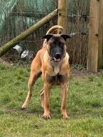 Mooie sterke Mechelse herder, 15 weken tot 1 jaar, Reu, Parvo, Eén hond