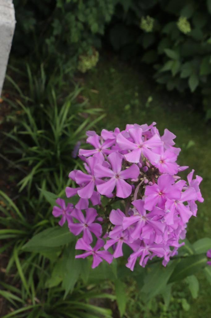 Phlox, Tuin en Terras, Vaste plant, Halfschaduw, Zomer, Ophalen